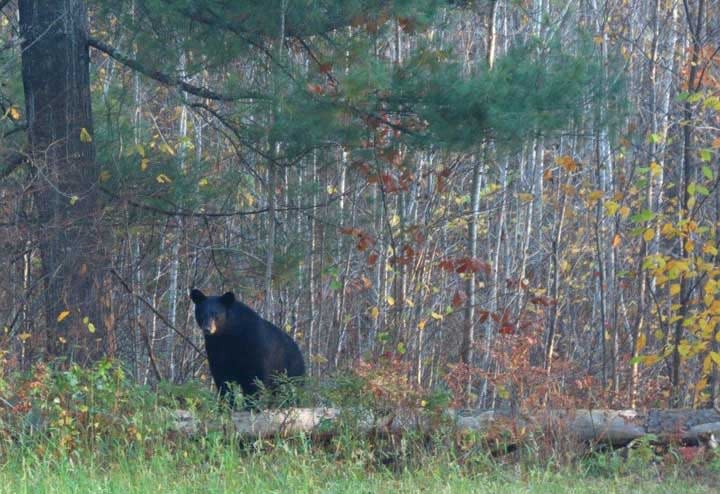 A black bear is shown in the woods in Wisconsin.
