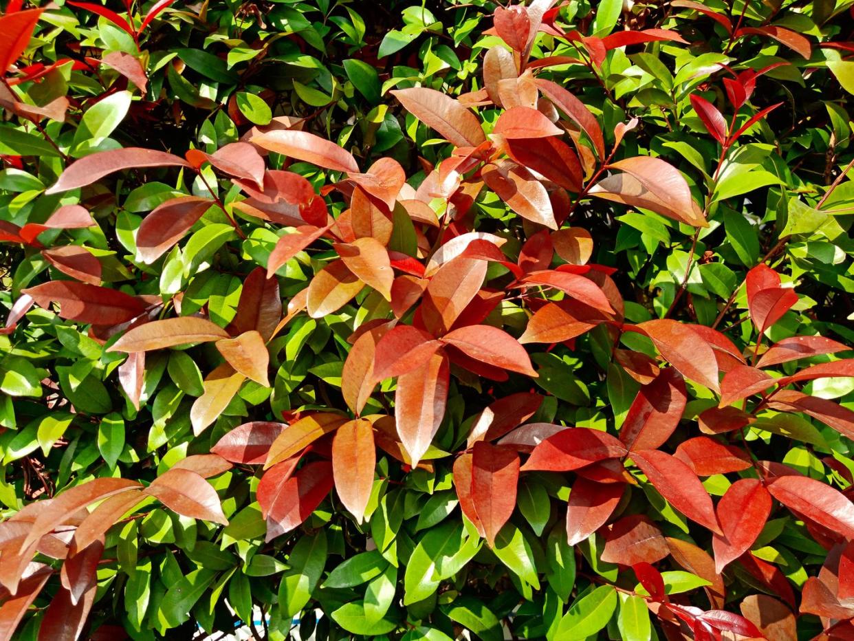 fast growing shrubs photinia