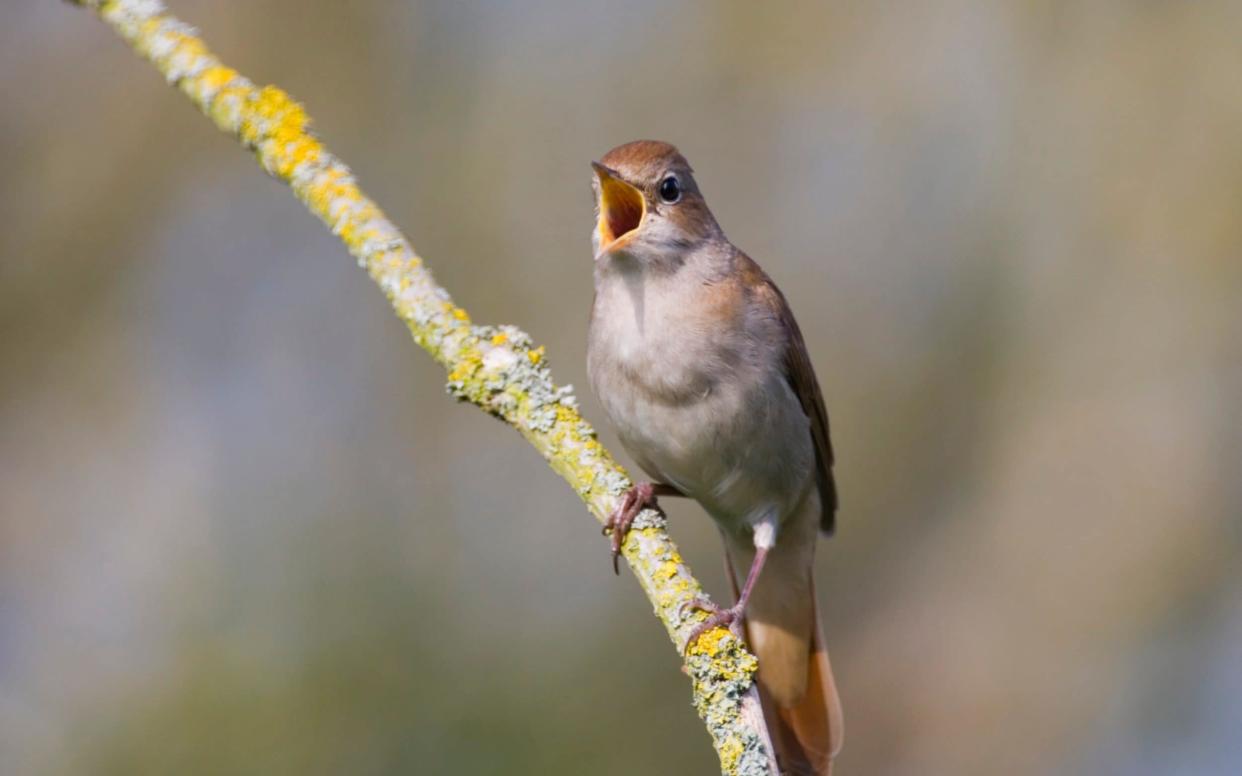 Many will hear birdsong when they are out and about on Thursday - Getty Images Contributor