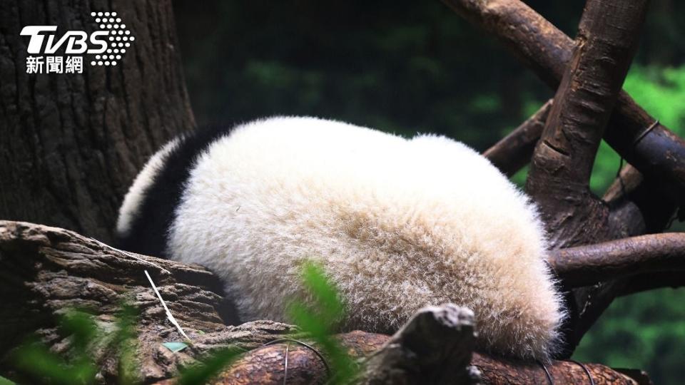 大貓熊超萌、毛茸茸的模樣讓牠們成為上野動物園裡的動物明星。（圖／達志影像美聯社）