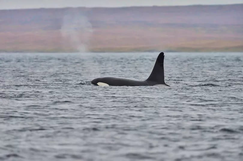 Orca photographed in the waters around Shetland (stock image)