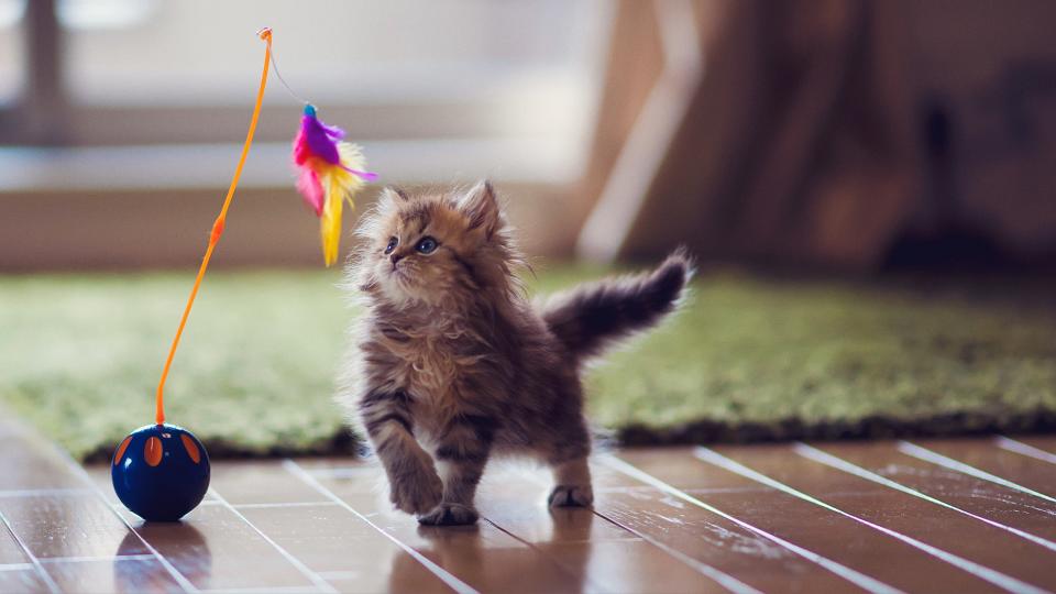 Kitten playing