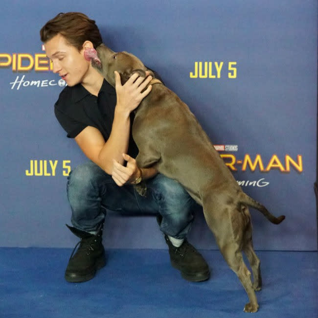 Tom Holland con su adorada mascota Tessa credit:Bang Showbiz