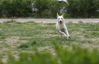 A stray dog runs to escape from dog catchers on a street in Bucharest April 3, 2014. Some 60,000 strays roam Bucharest. Last year, a four-year-old boy died after he was mauled by a stray beside a Bucharest park. Street protests demanded something be done about the dogs. The authorities began enforcing the euthanasia rules, which enable city halls to put down dogs caught in public spaces if they are not adopted within two weeks. Picture taken April 3, 2014. REUTERS/Bogdan Cristel (ROMANIA - Tags: ANIMALS SOCIETY)