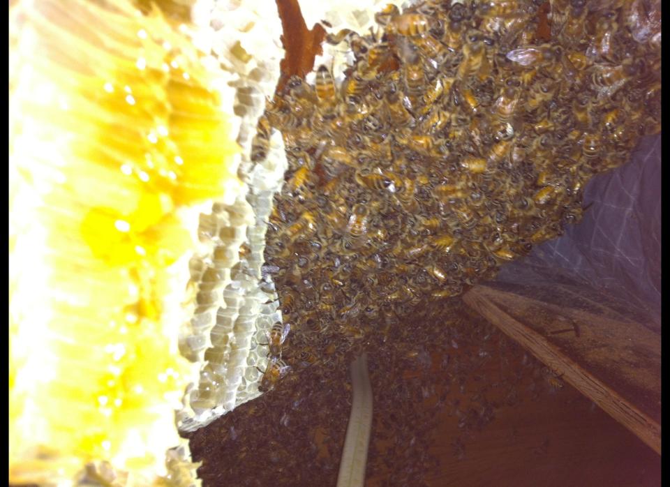 Bee removal expert Gary Schempp removed a 25-pound hive from the attic of a home in Cape May, N.J. The hive had 30,000 bees living in it.