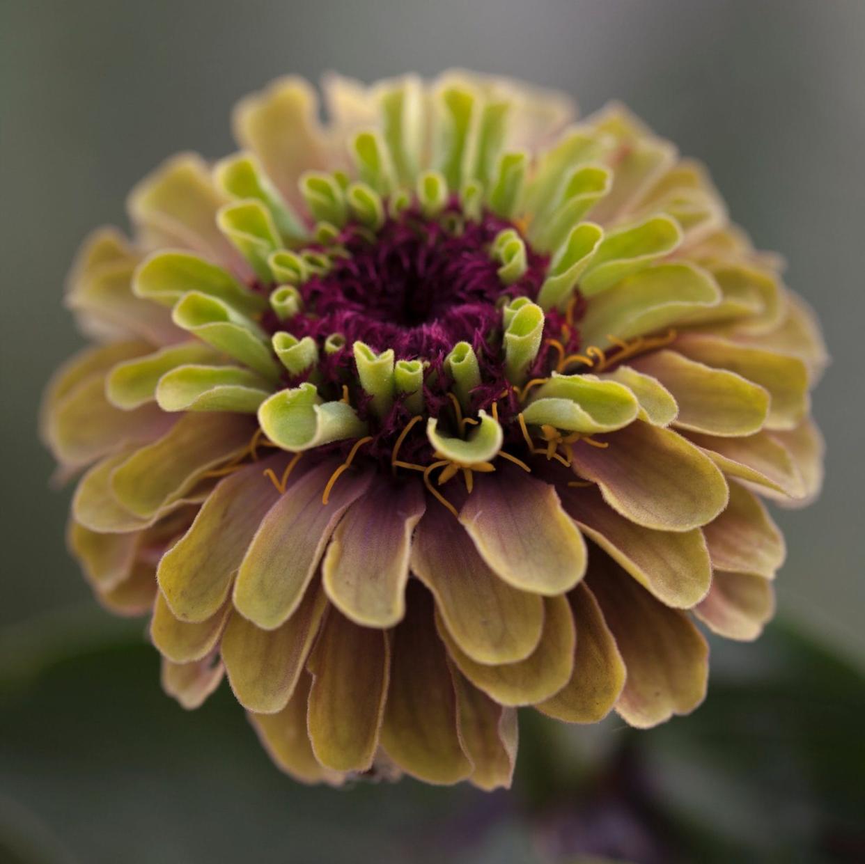 Zinnia elegans 'Queen Red Lime' - Sabina Rüber