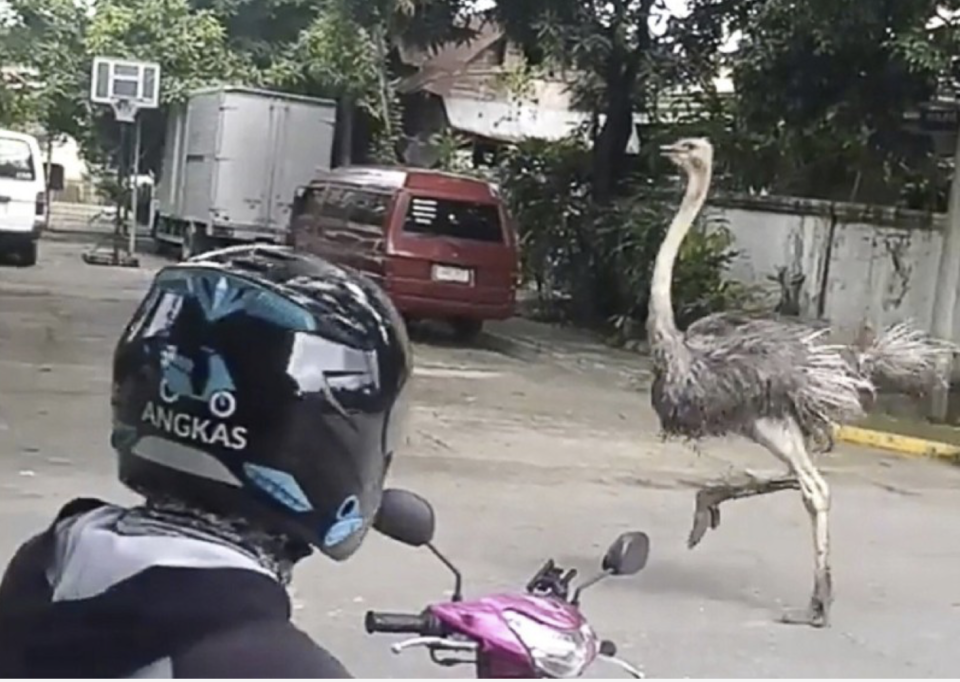 <p>鴕鳥失控在大街上失控奔逃｜Ostriches broke through the fences and ran out of control on the first day of the closure.(Courtesy of @dearscarjames/Twitter)</p>
