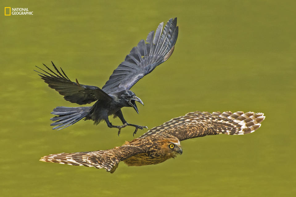 Lawrence Chia Boon Oo: "The Crow saw the Puffy Owl resting and decided to chase away the Owl from its territory."