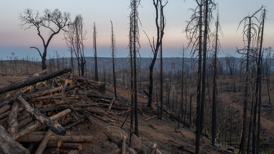 Incendio forestal