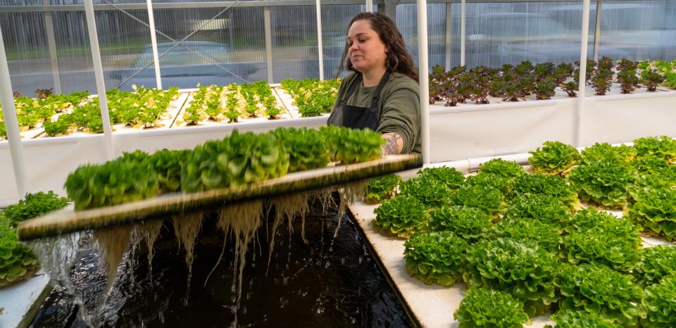 Stephanie Rosio harvests 55-day-old aquaponically grown oakleaf lettuce that will be sold to the Crandon School District at Bodwéwadmi Ktëgan, the Forest County Potawatomi farm, on Oct. 23 in Laona. The farm, which uses sustainable practices, provides food to tribal members, area schools and has a store for the public.