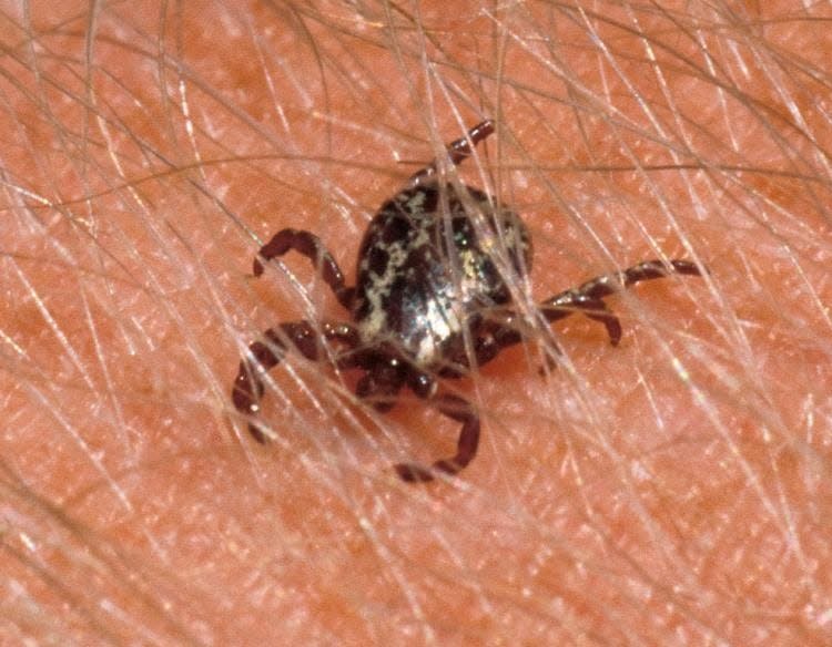 Ticks, such as this American dog tick, drink the blood of humans and other mammals and can also cause illnesses in people. MDC and A.T. Still University are asking Missourians to save ticks they find and send them to the University for scientific research to learn more about ticks and pathogens they may carry.