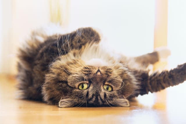 Funny cat is lying relaxed on his back and  looking playful  into the camera, indoor