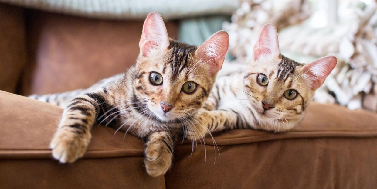 Photo credit: Purple Collar Pet Photography - Getty Images