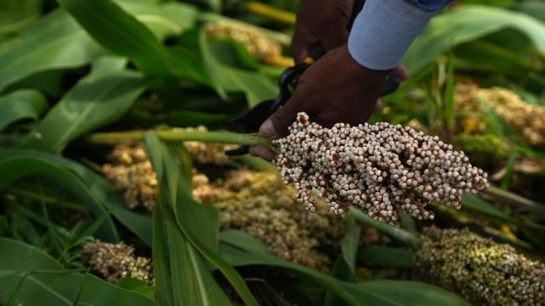 hands cutting sorghum crop