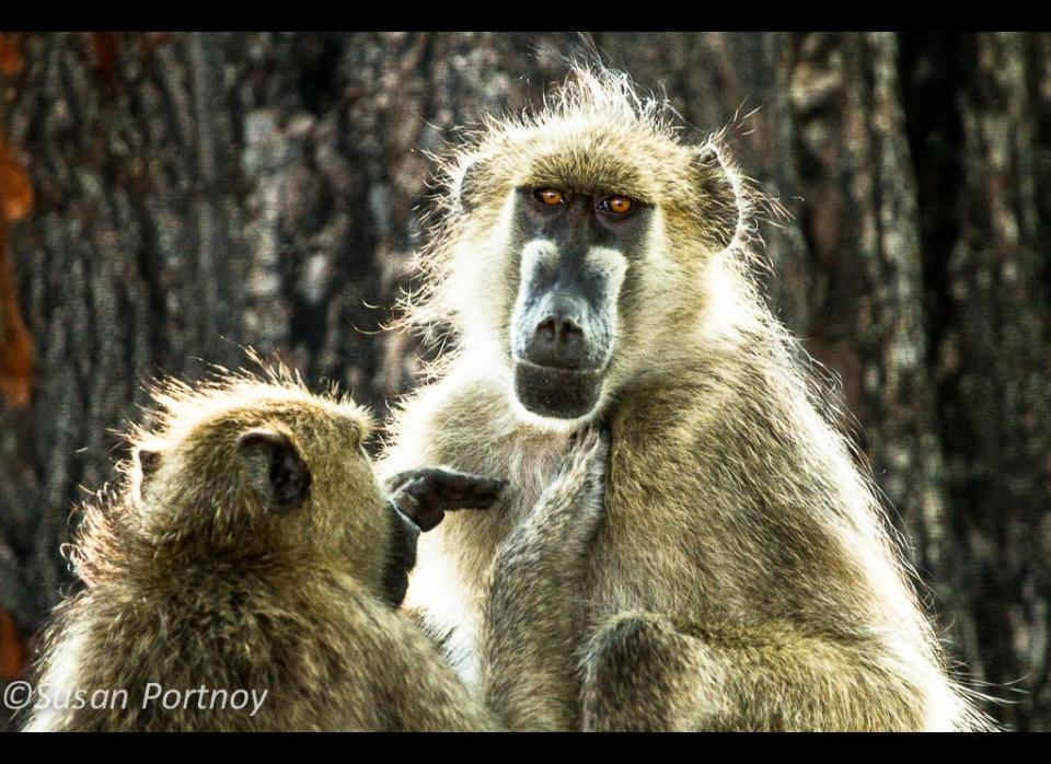 One of the things I love about baboons is that their behavior is so familiar. Almost everything they do reminds me of some human interaction. I don't know about you, but when I look at these two I see a man standing patiently as his wife adjusts his bowie - right?  Granted, she's one of many females he's probably "dating", and that's a tick or some other bug she's "adjusting", but you get my drift. © Susan Portnoy