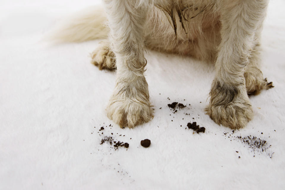 Hund mit dreckigen Pfötchen auf weißem Teppich