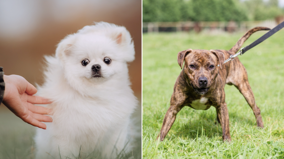 A fearful dog (left) and a dog in defensive stance (Photos: Getty Images) 