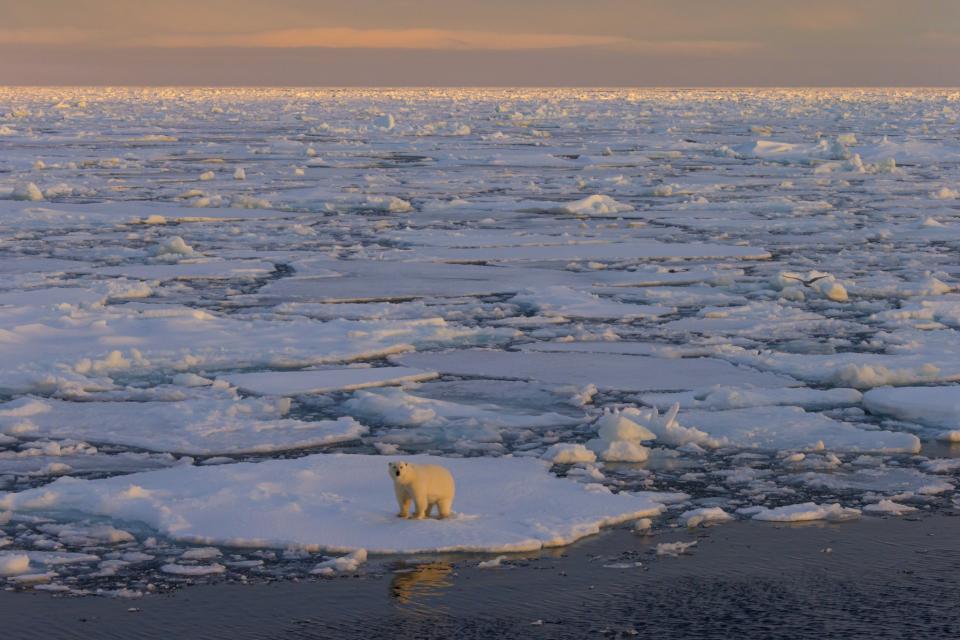 A polar bear walks on pack ice at sunset in Svalbard, Norway. (Photo by: Arterra/UIG via Getty Images)