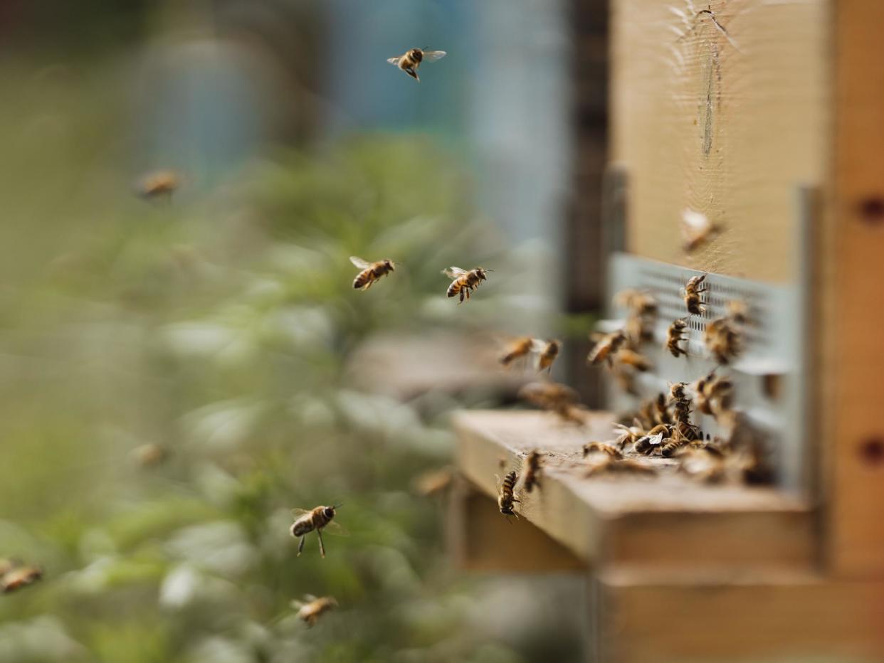 Hives that better mimic trees where bees nest will help their population numbers: Shutterstock