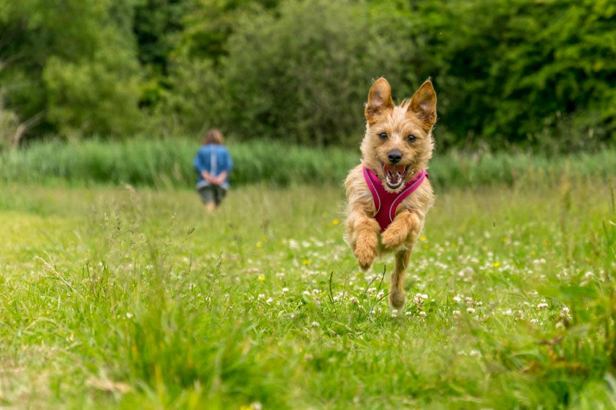 Millie pictured having fun at Caldicot Castle by Larry Wilkie of the South Wales Argus Camera Club. The area is one of more than 170 where new restrictions on dogs are set to be brought in. <i>(Image: Larry Wilkie South Wales Argus Camera Club.)</i>