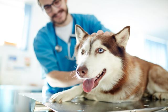 can you prevent cancer in dogs