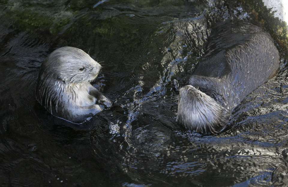 FILE - Sea otters loll in the water at the Monterey Bay Aquarium in Monterey, Calif., March 26, 2018. Bringing sea otters back to a California estuary has helped restore the ecosystem by controlling the number of burrowing crabs - a favorite sea otter snack - that cause marshland erosion. (AP Photo/Eric Risberg, File)