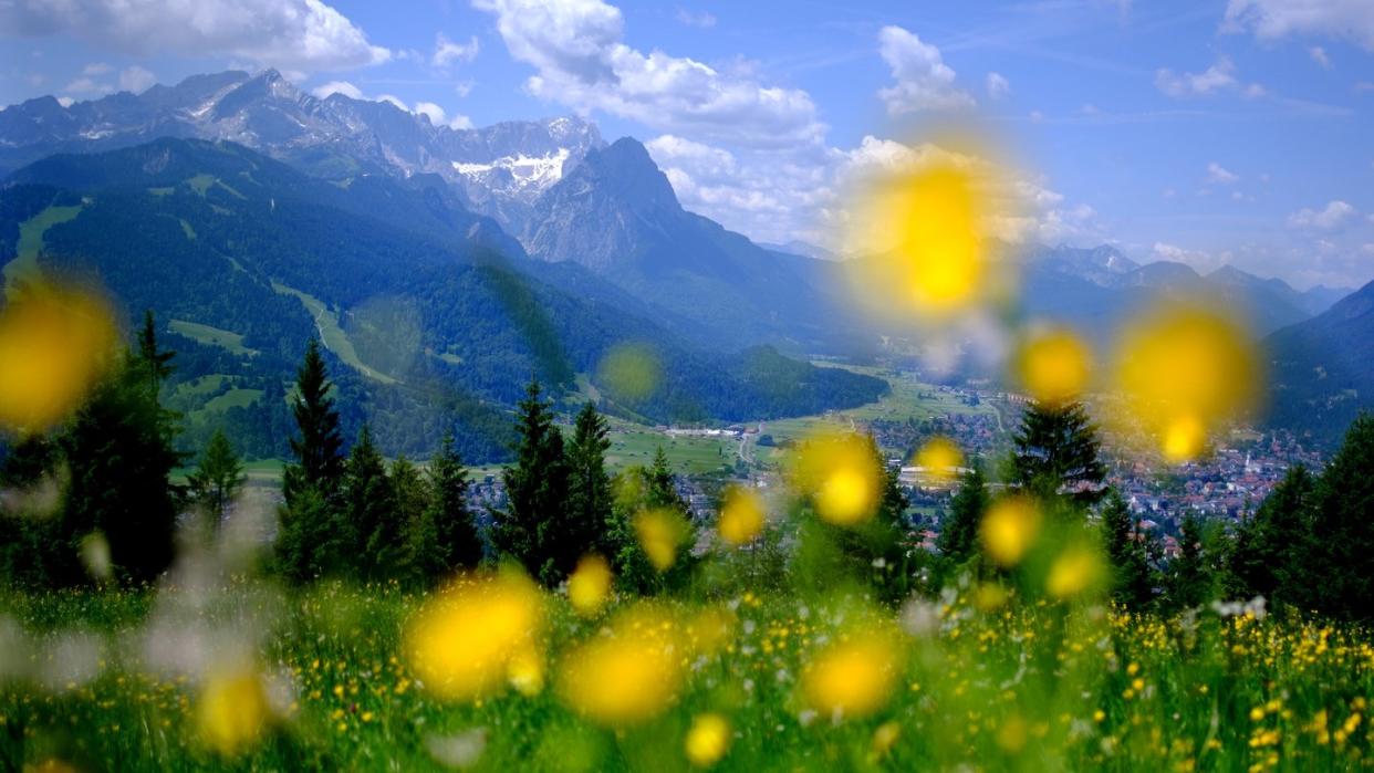 Gelbe Blumen blühen auf einer Wiese am Wank in Garmisch-Partenkirchen. Die Ökosysteme sind seit Jahrzehnten großen Belastungen ausgesetzt. Foto: Sven Hoppe