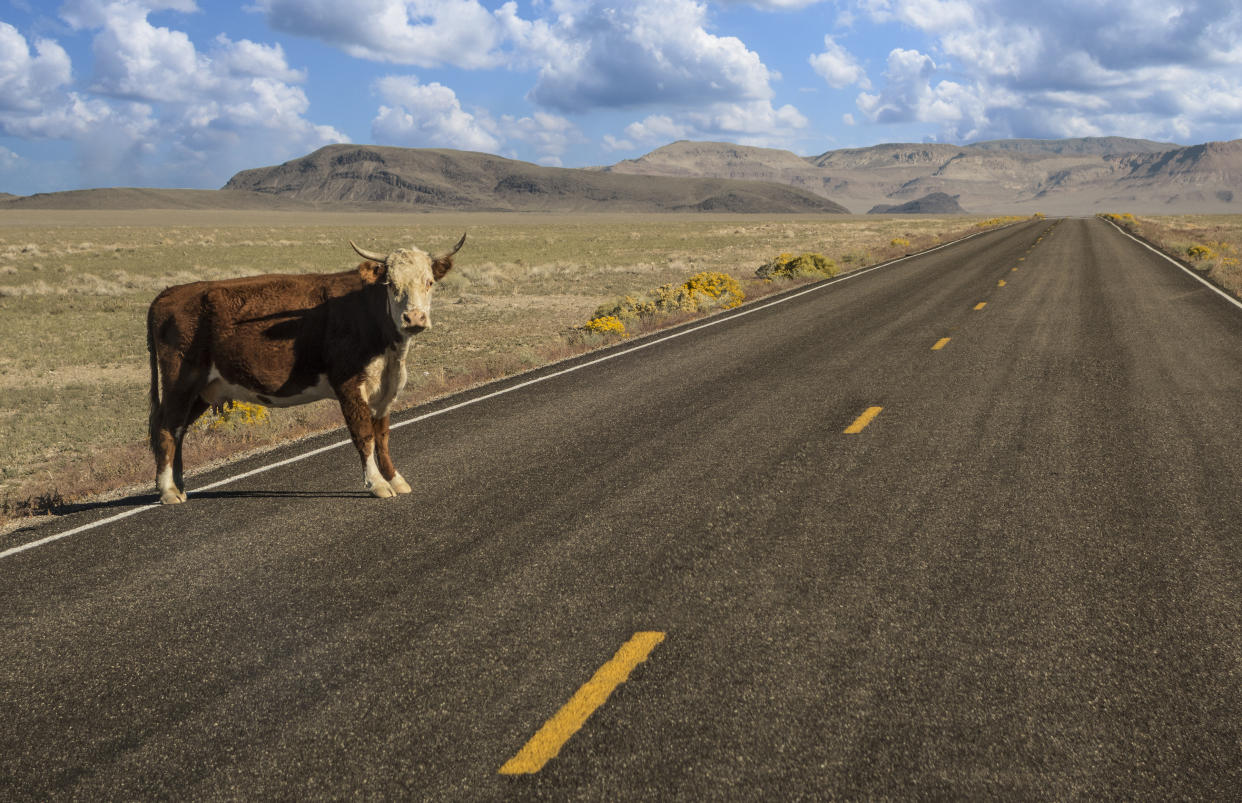 Kein ganz seltener Anblick in den USA: Eine Kuh auf dem Highway. 