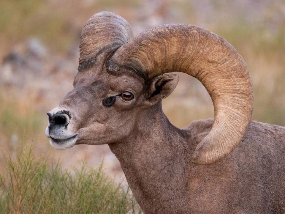 A male desert bighorn sheep is pictured. These animals are found in southwestern parts of the U.S.