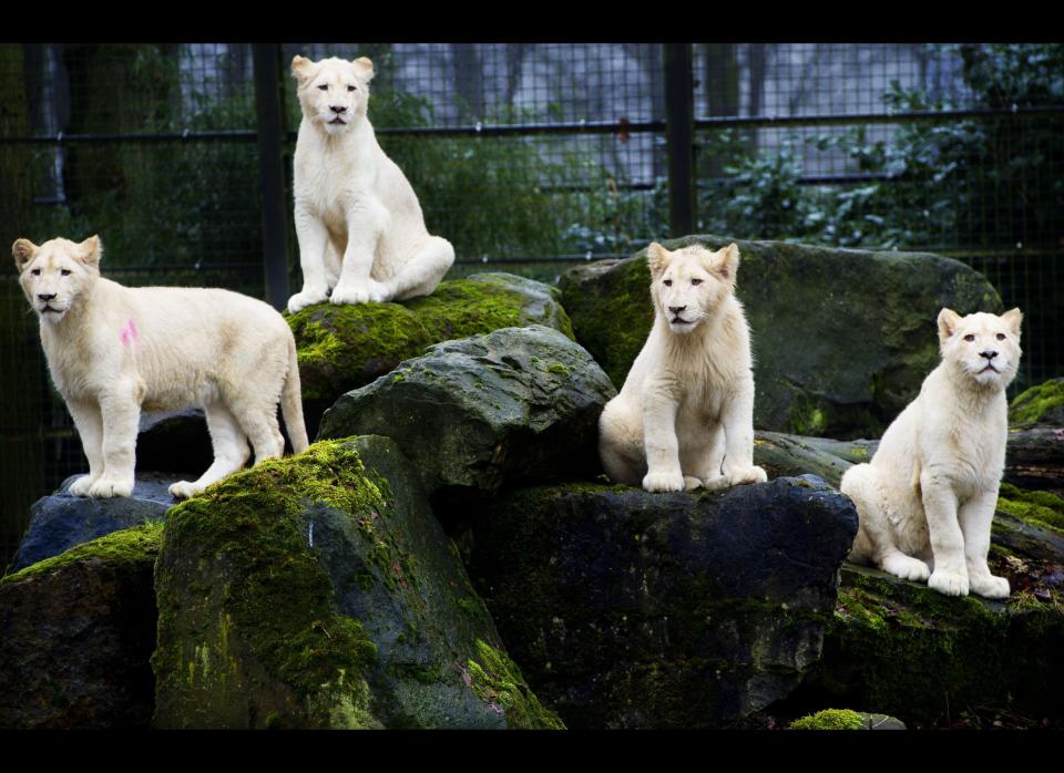 Four white lions come outside for the first time after 10 weeks in quarantaine in Ouwehands Zoo in Rhenen, the Netherlands, about 90 km southeast of Amsterdam, on February 11, 2011. The lions are descendants of the rare white lions in the Timbavati Game Reserve in South Africa. The male, Credo, is seven months old and the females, Ilanga, Bhandura and Luna, are ten months old. AFP PHOTO/ANP/ROBIN UTRECHT netherlands out - belgium out (Photo credit should read ROBIN UTRECHT/AFP/Getty Images)