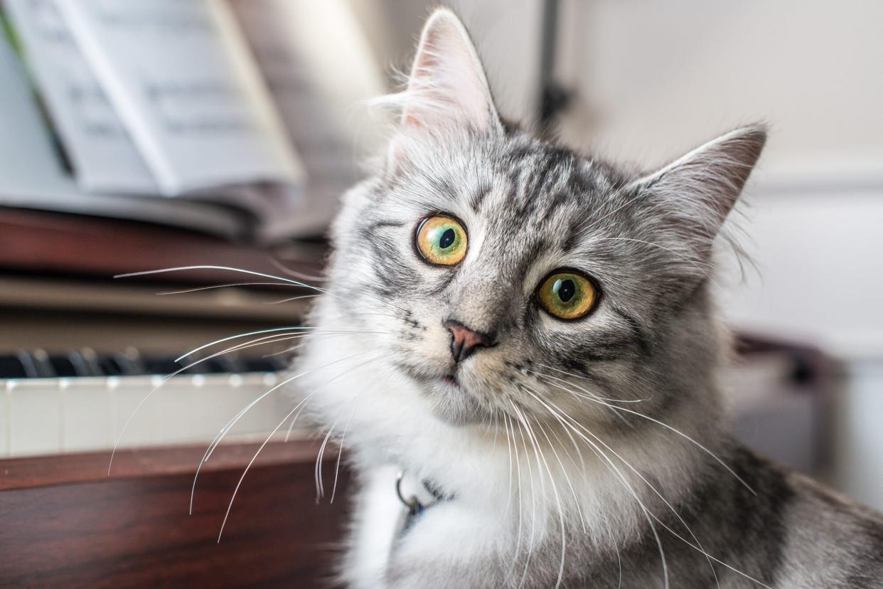 cat sitting on bench in front of piano