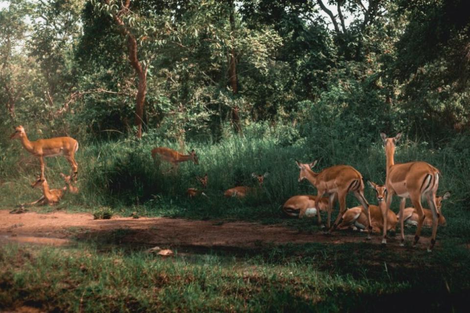 Akagera National Park, Rwanda