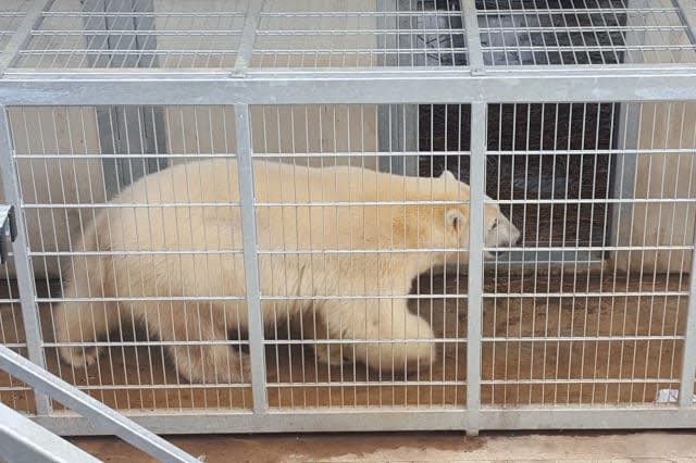 Polar bear encounters migrants in calais