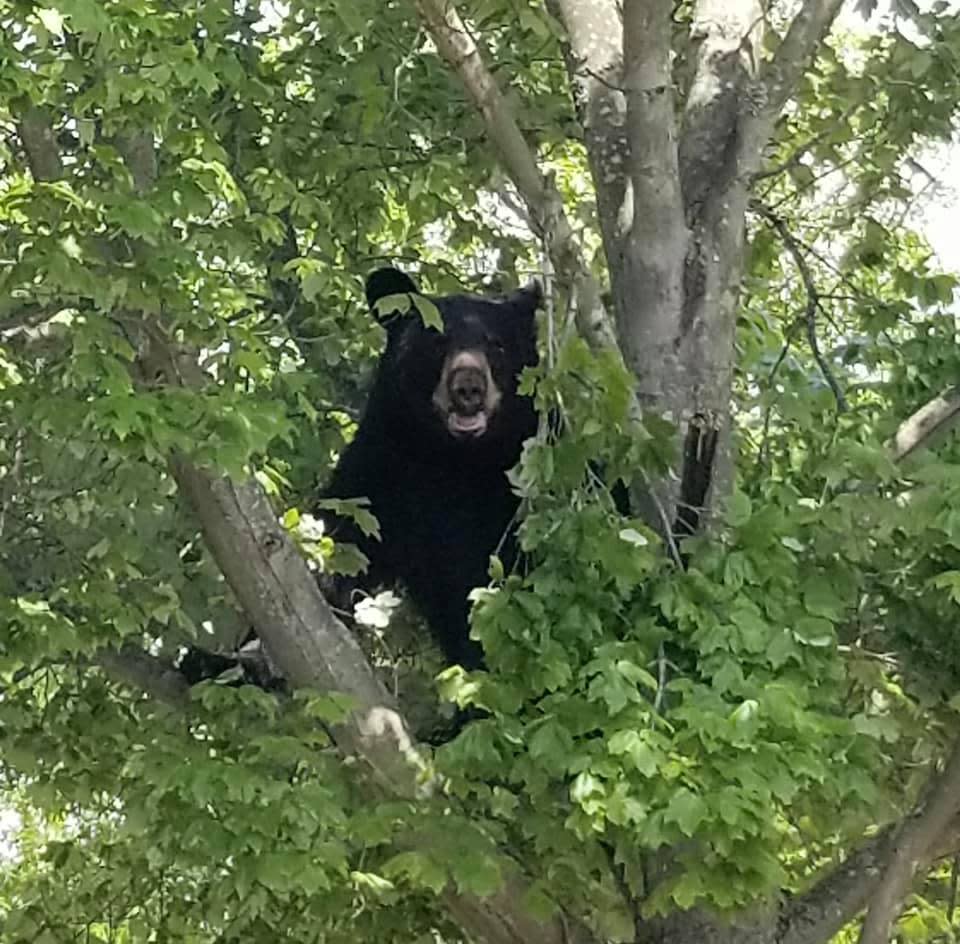 A black bear is shown in Manahawkin in 2020.