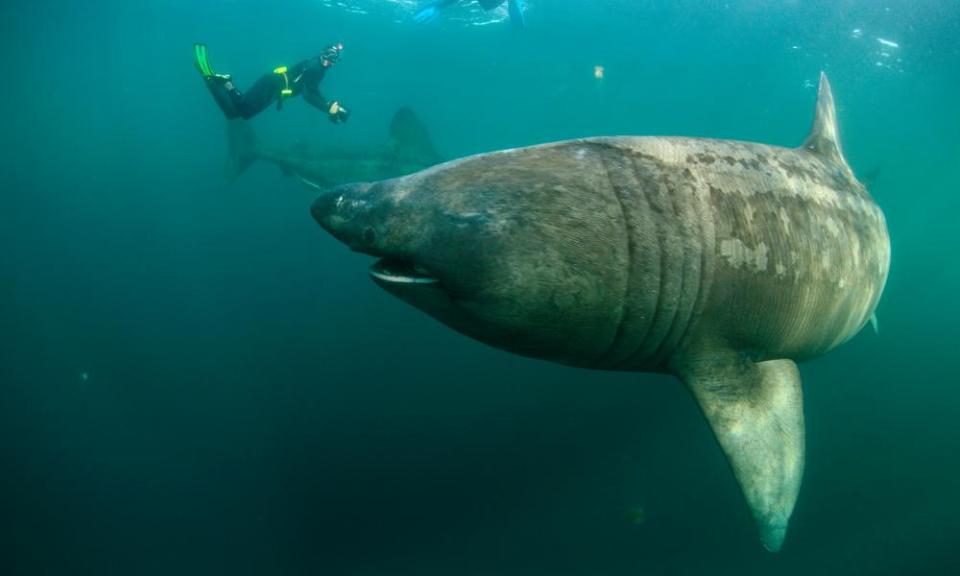 Two basking sharks with two photographers in Mull, Scotland