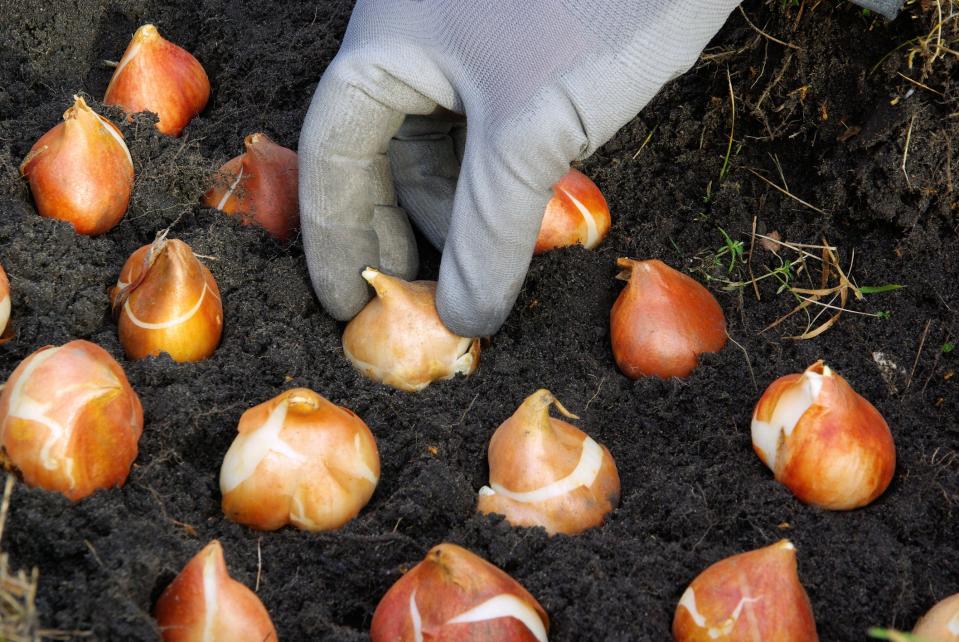 Check the firmness and for signs of mold when picking tulip bulbs.