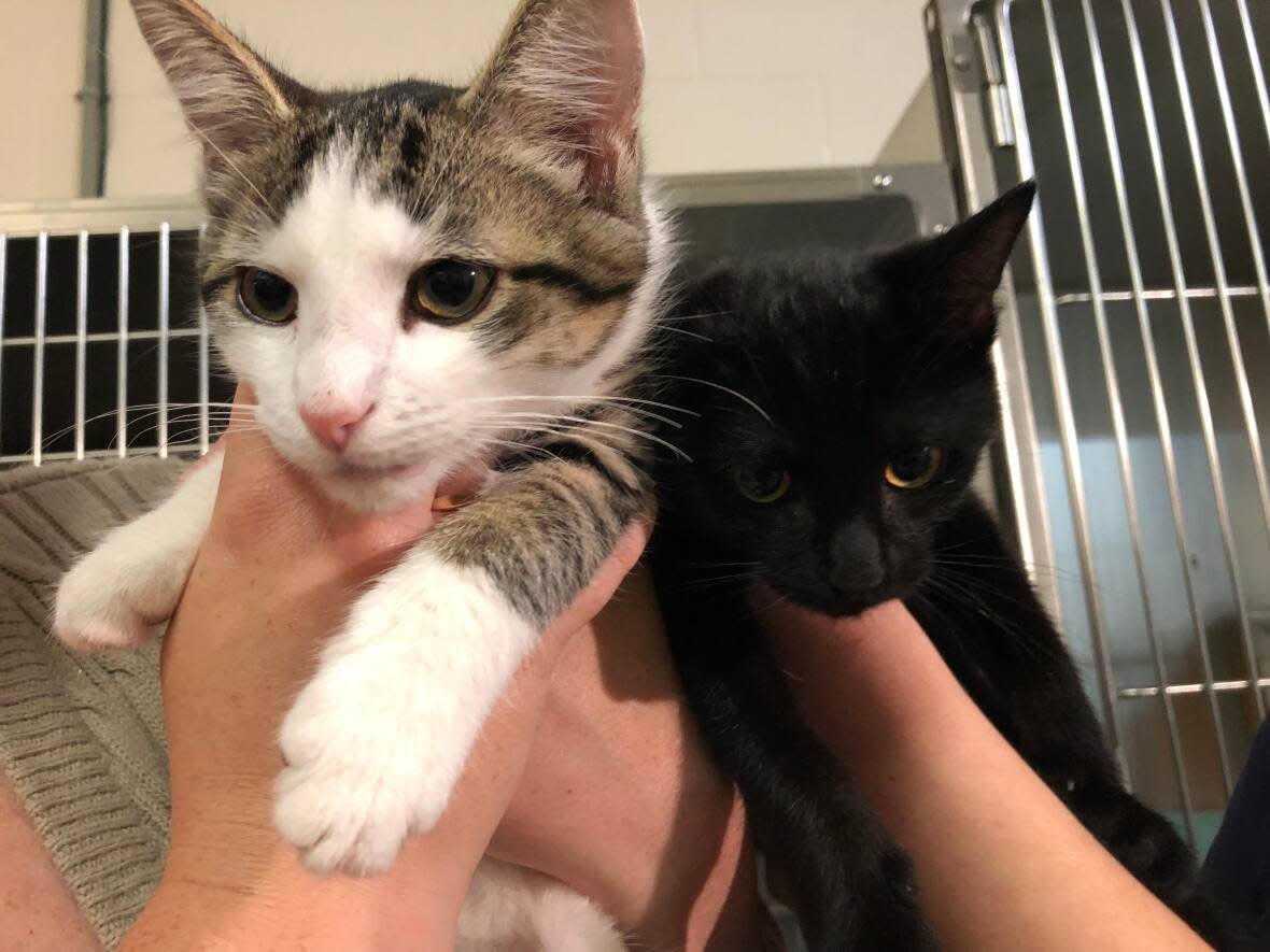 About 50 animals have been handed over to the P.E.I. Humane Society in the last week. Most of the new arrivals were kittens. (Brian Higgins/CBC - image credit)