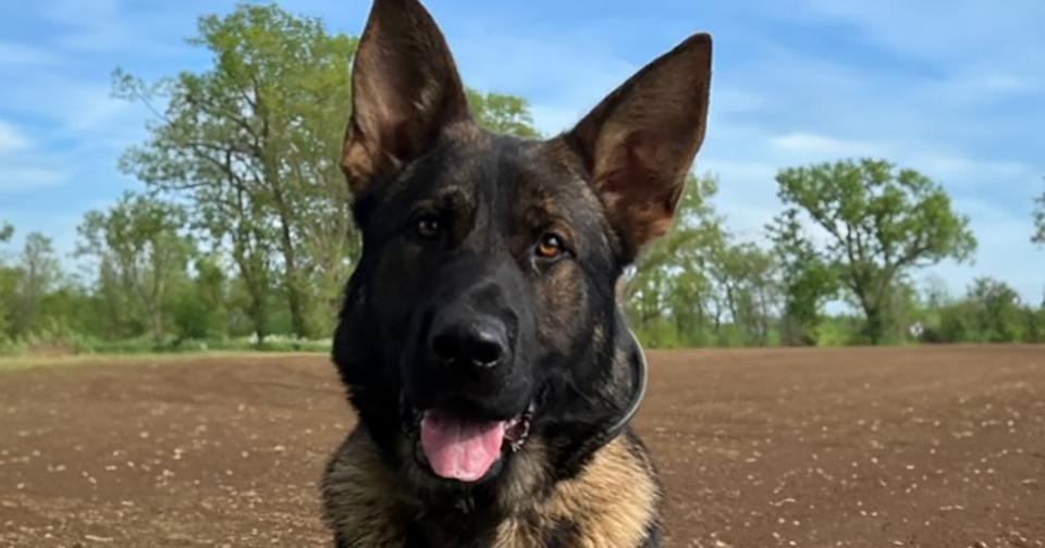 Echo: Sprang into action - Police dog Max