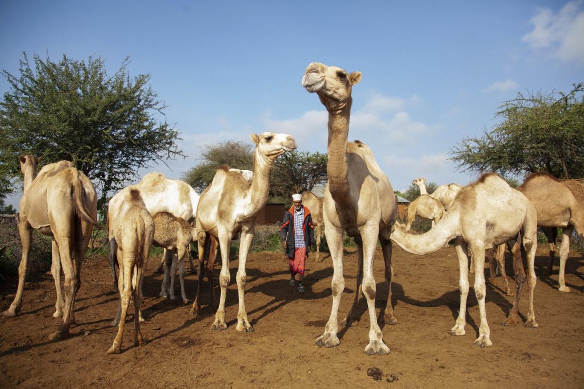 Drought forces Kenya’s Maasai and other cattle herders to consider fish and camels