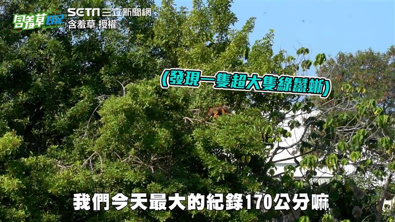 含羞草、黃小四生活點滴與祥哥一起到野外移除綠鬣蜥。（圖／含羞草 授權）