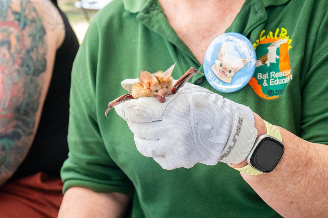 A pallid bat is shown to visitors that stop by the Northern California Bats booth at the Sacramento Earth Day celebration at Southside Park on Sunday.