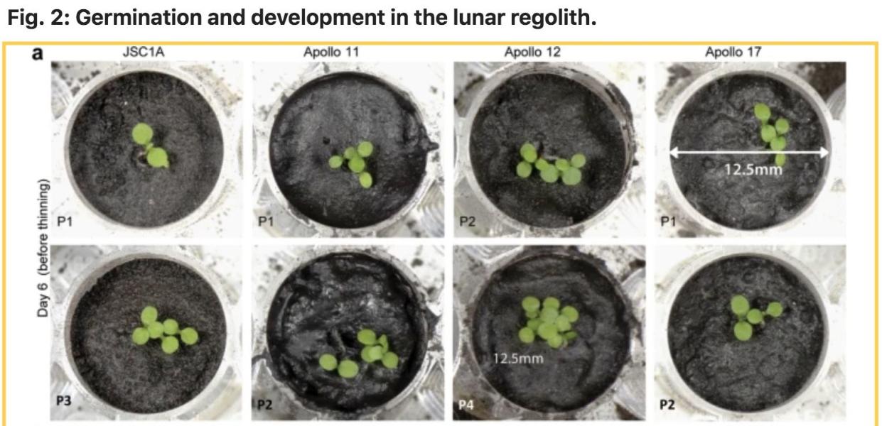 Desarrollo de plantas en regolito lunar | Paul, Anna-Lisa, et al. Communications Biology