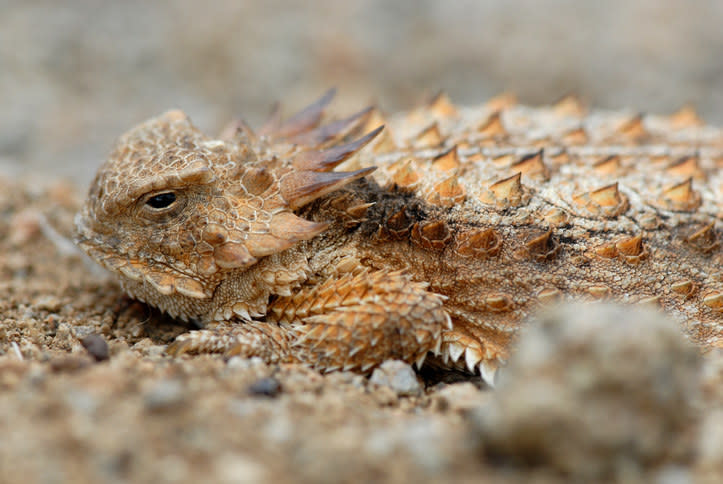 a horned lizard