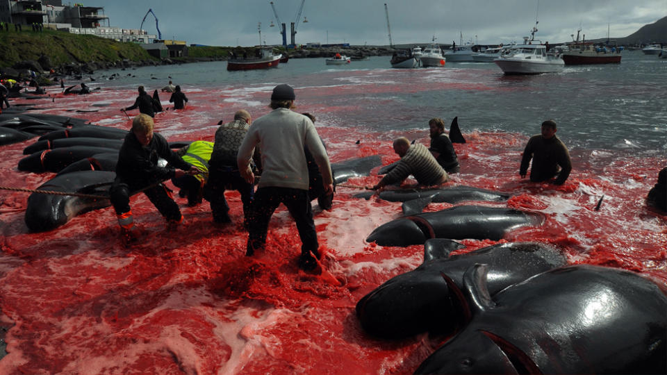 The annual whale hunt in the Faroe Islands.