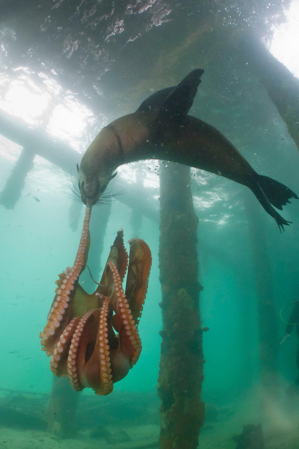 Una foca y un pulpo se ensañan en una lucha a muerte entre depredador y presa, en las aguas de Rye Pier, en la península Mornington, Australia.