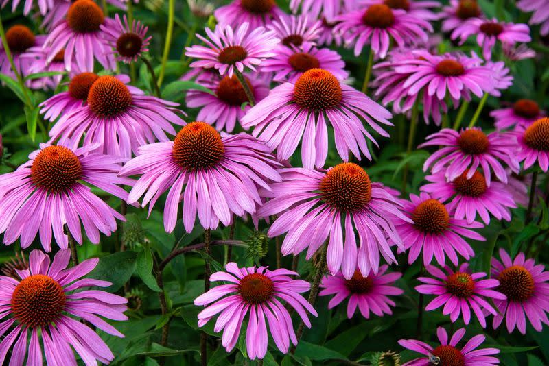 summer flowers coneflower