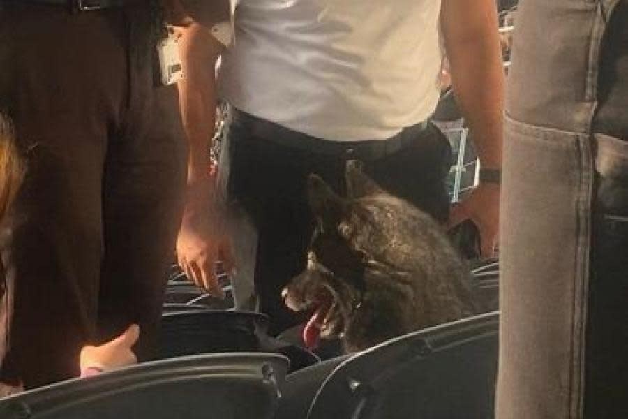 Perrito se escapa de su hogar y aparece en concierto de Metallica en Los Ángeles