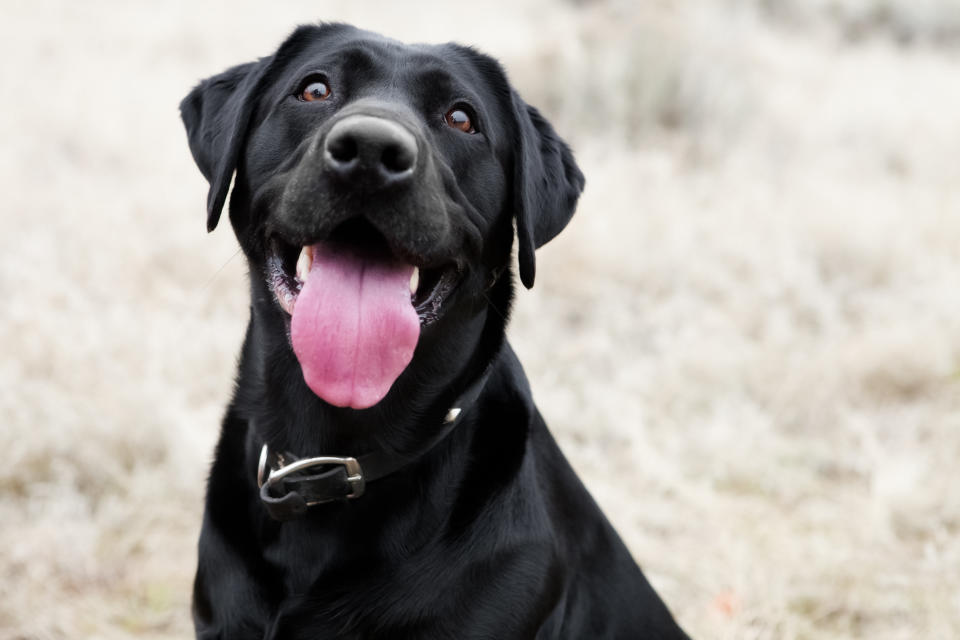 Happy black lab dog with enthusiastic expression and tongue 