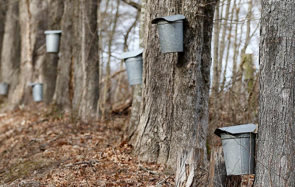 Buckets are seen hanging from the taps collecting the sap from the maple trees to make maple syrup at Malabar Farm Tuesday, Feb. 21, 2023. TOM E. PUSKAR/ASHLAND TIMES-GAZETTE