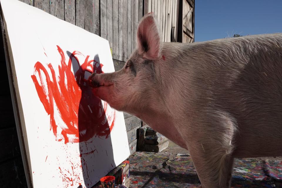 Du musst ein Schwein sein in dieser Welt: Pigcasso beim Malen seiner abstrakten Porträts. - Copyright: Kristin Palitza/picture alliance via Getty Images